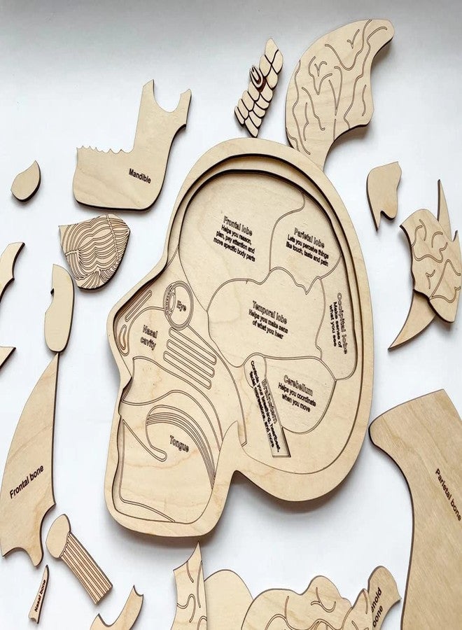 Haoser Wonder of The Brain Puzzle | Montessori Puzzle | Wooden Puzzle | Anatomy Puzzle | Brain Puzzle | Science Puzzle |Kids Puzzles & Science Toys - Image 2